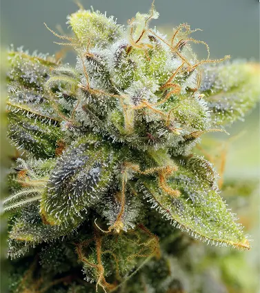 Passport Copy for Cannabis Prescription Phuket