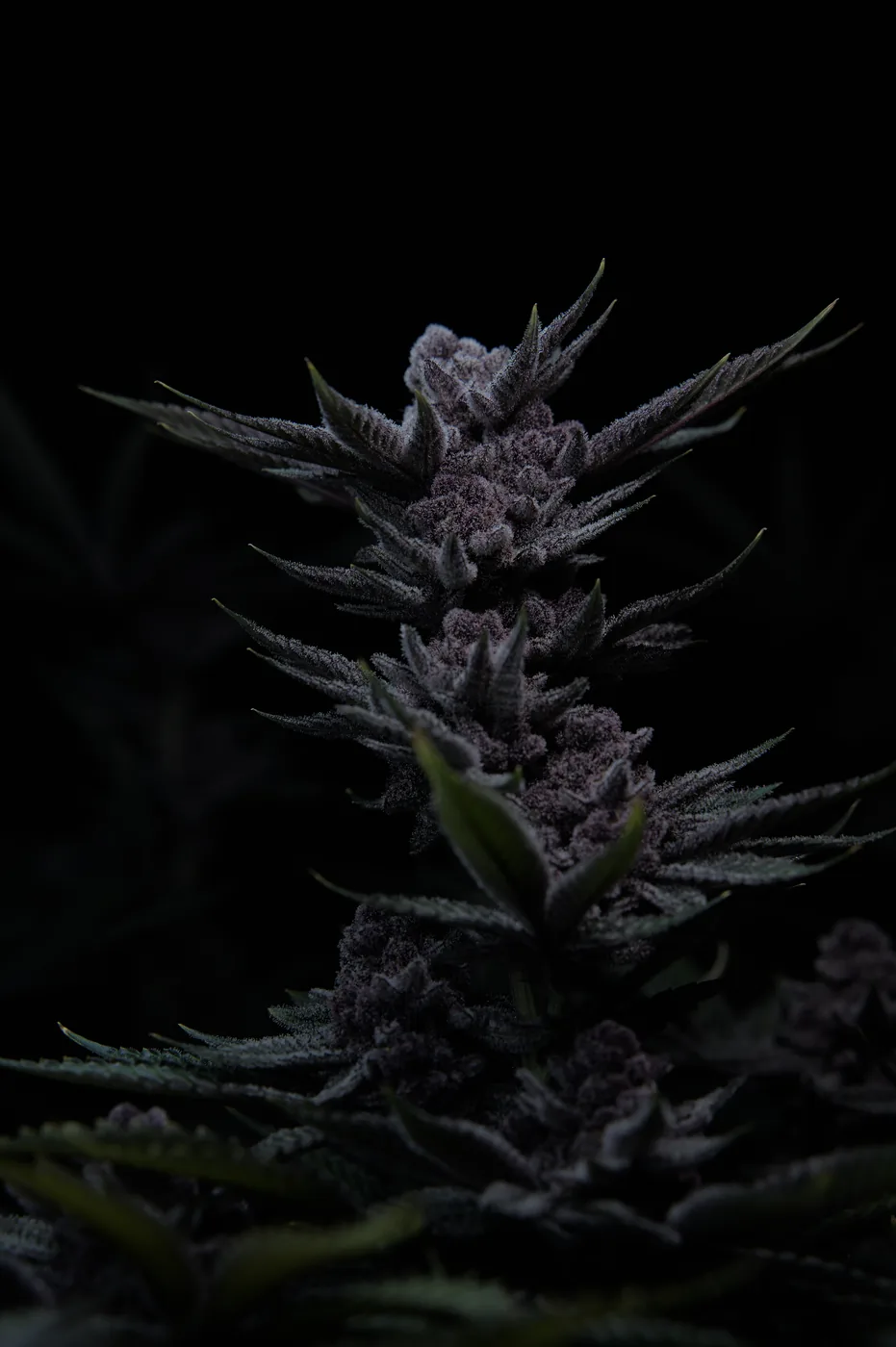 Best Cannabis Strains in Phuket