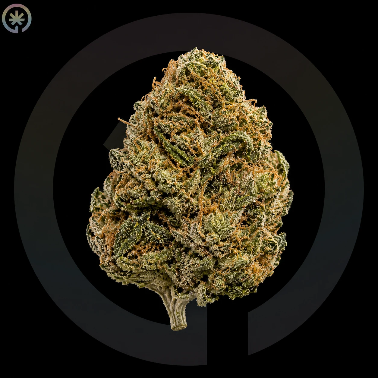 Bubble Gum Cannabis Flower cannabis product in the Space Gardens Phuket catalogue