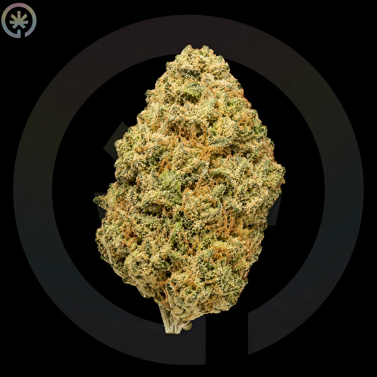 Gaz Runtz Cannabis Flower cannabis product in the Space Gardens Phuket catalogue