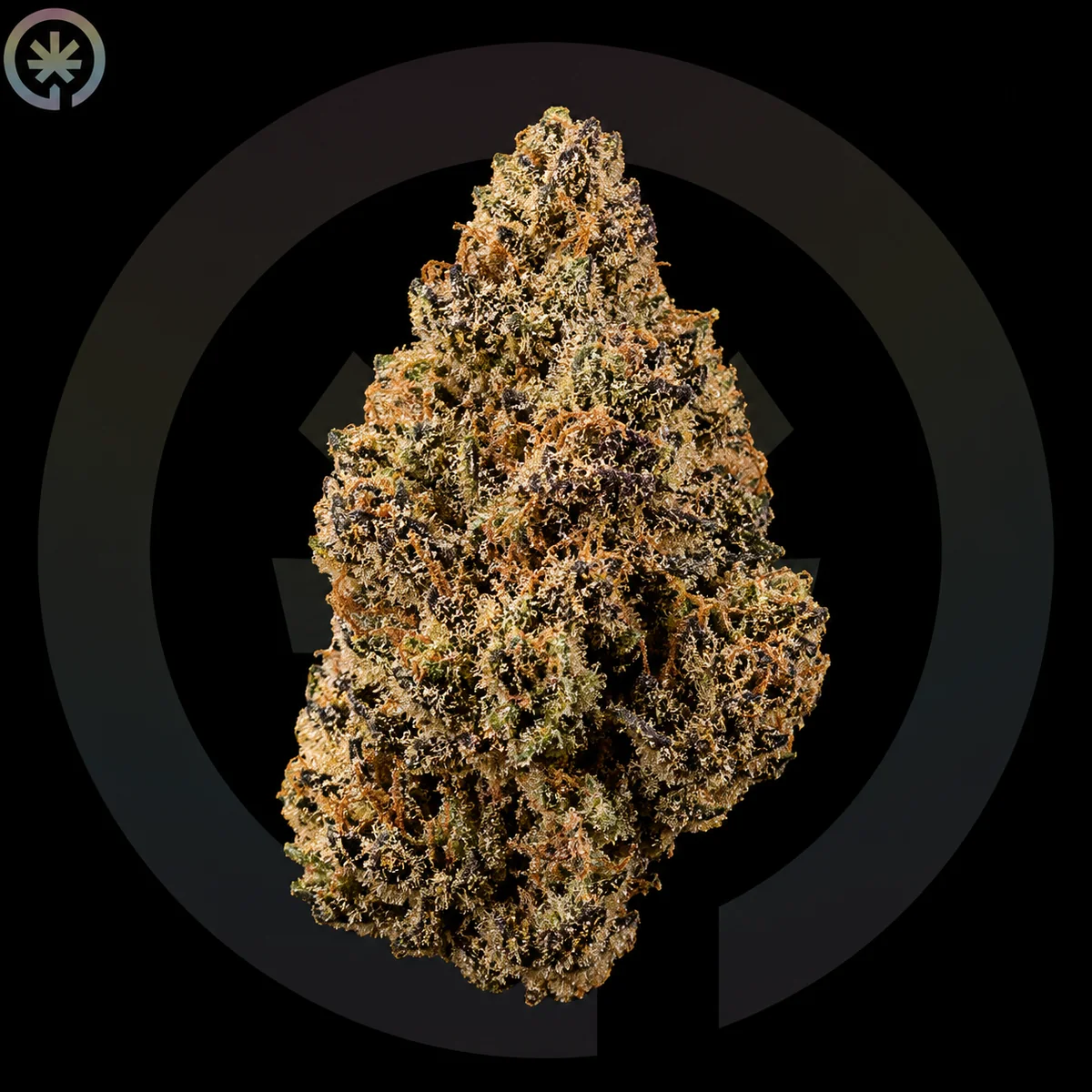 GMO Cookies (Garlic Cookies)