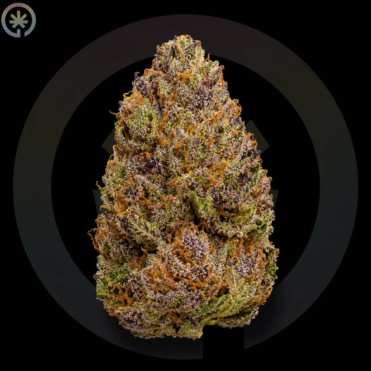 Lemon Cherry Gelato