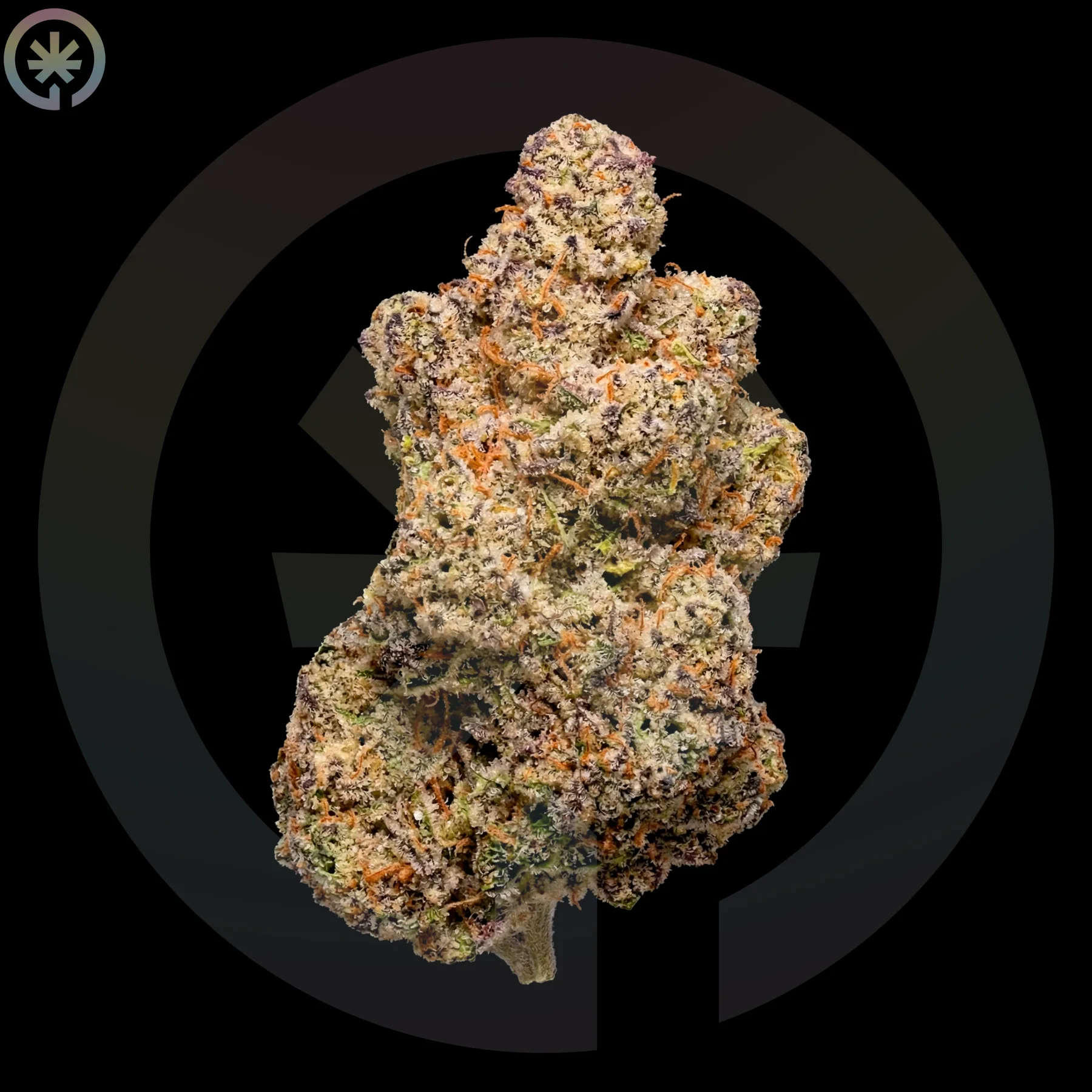 Miami Madness Cannabis Flower cannabis product in the Space Gardens Phuket catalogue