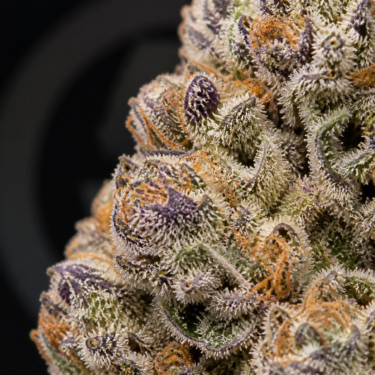 Alien Rock Candy Pre-Roll bud macro at Space Gardens Phuket