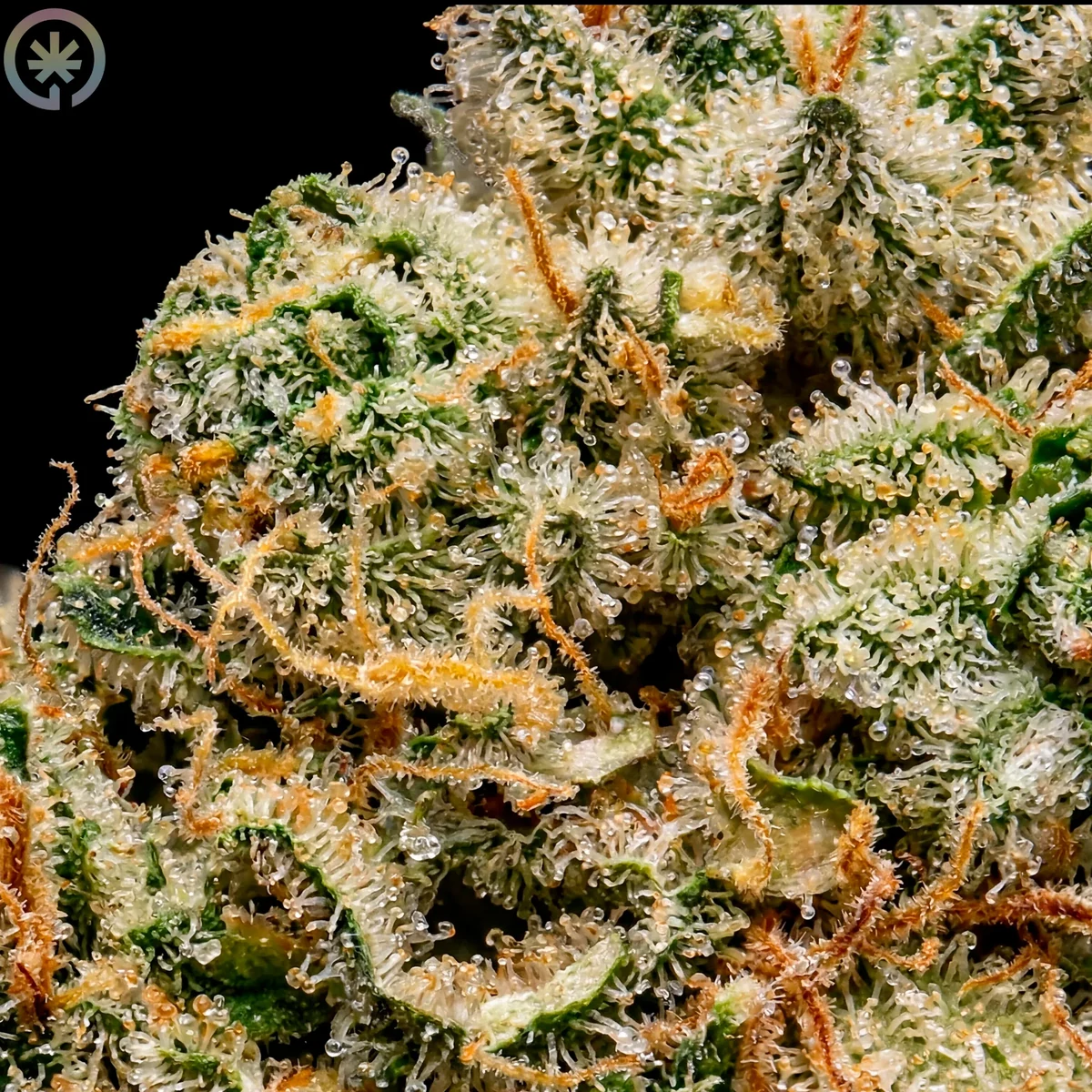 Macro view of Amnesia trichomes and orange pistils