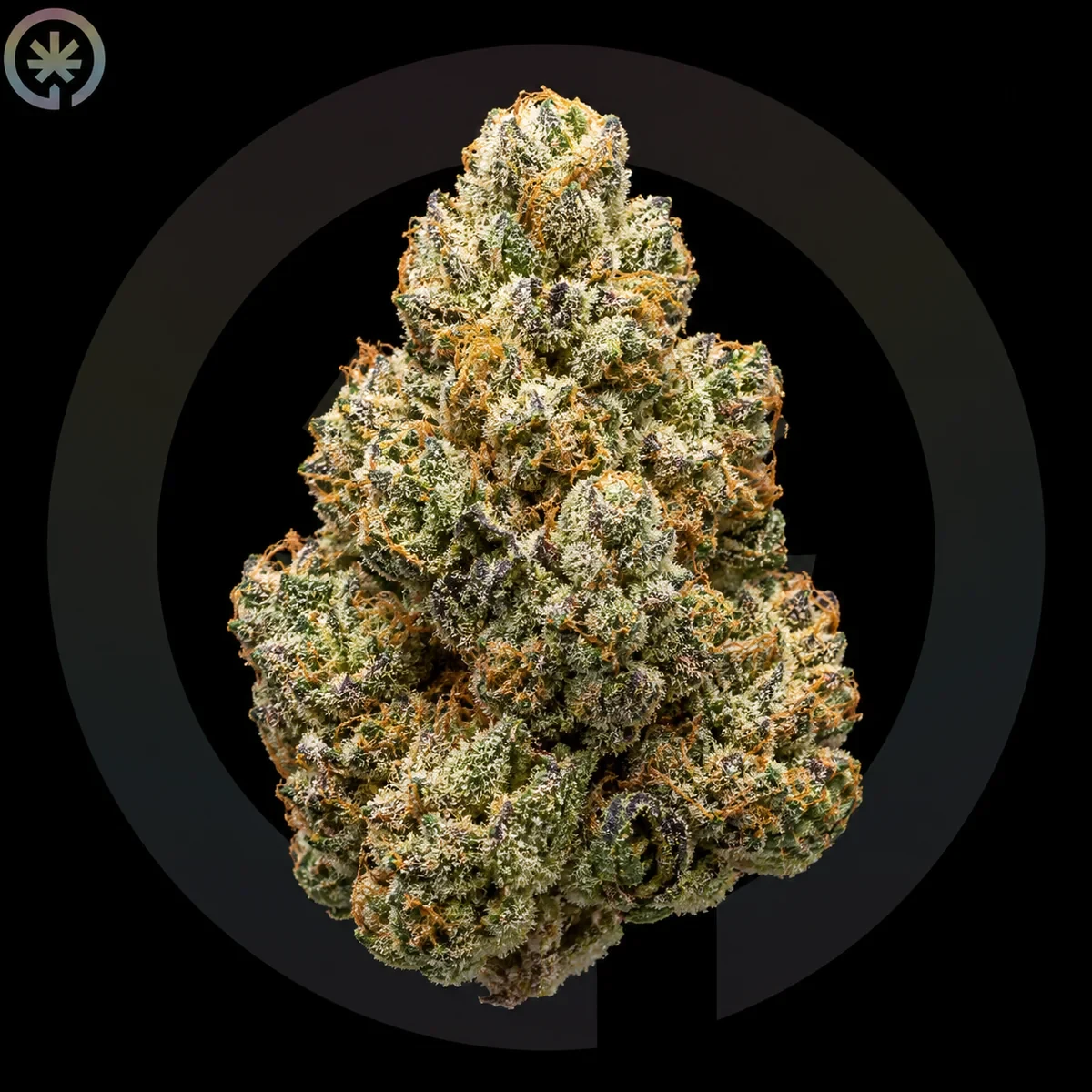 Apple Fritter Cannabis Flower photo at Space Gardens Phuket