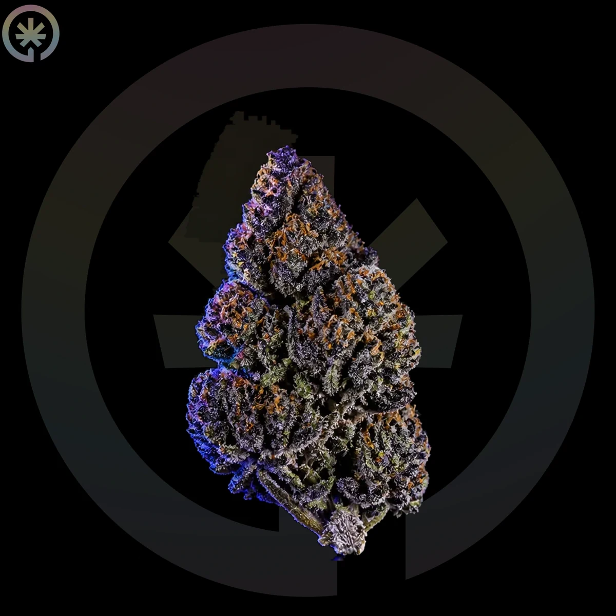 Blue Zushi Cannabis Flower photo at Space Gardens Phuket