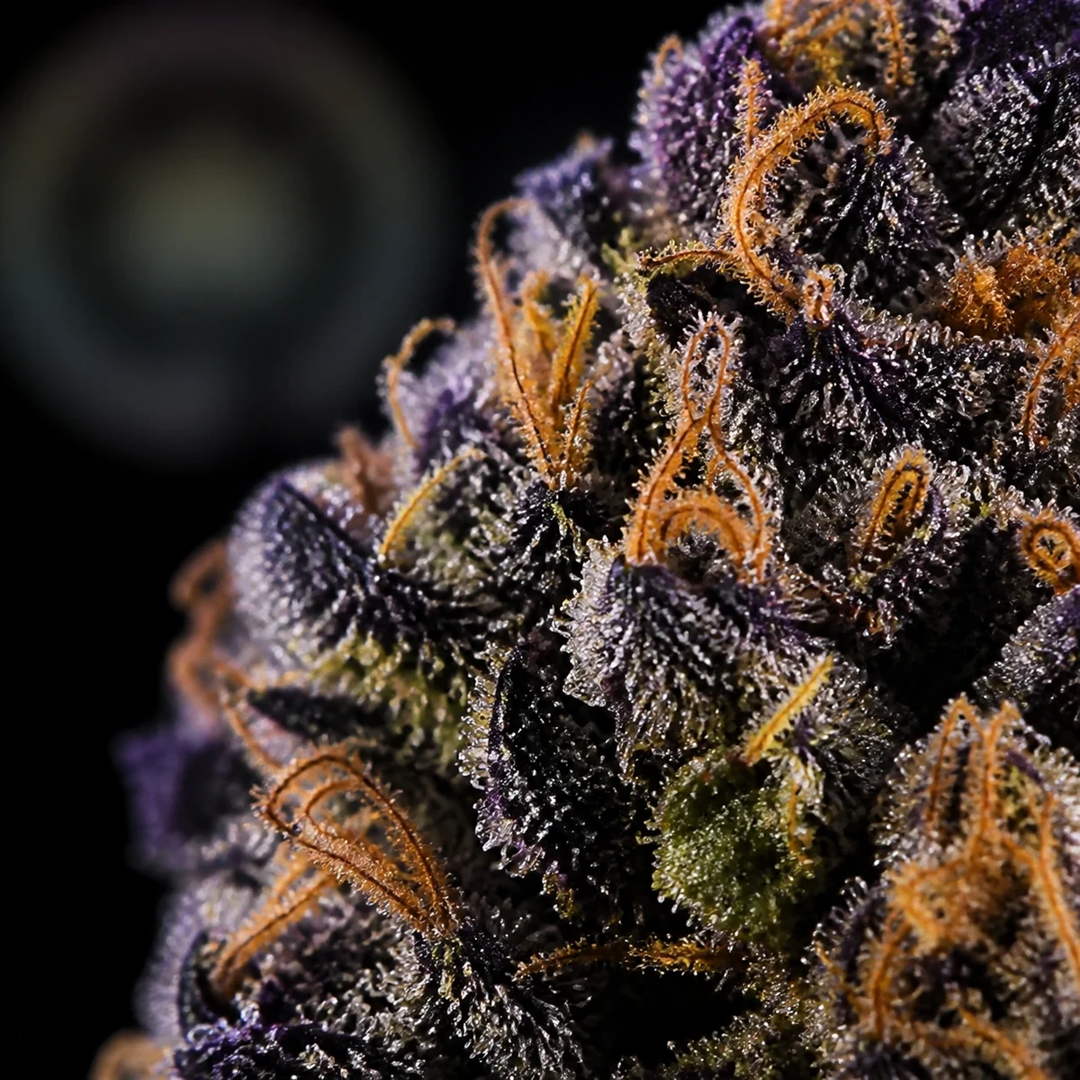Blue Zushi Pre-Roll bud macro at Space Gardens Phuket