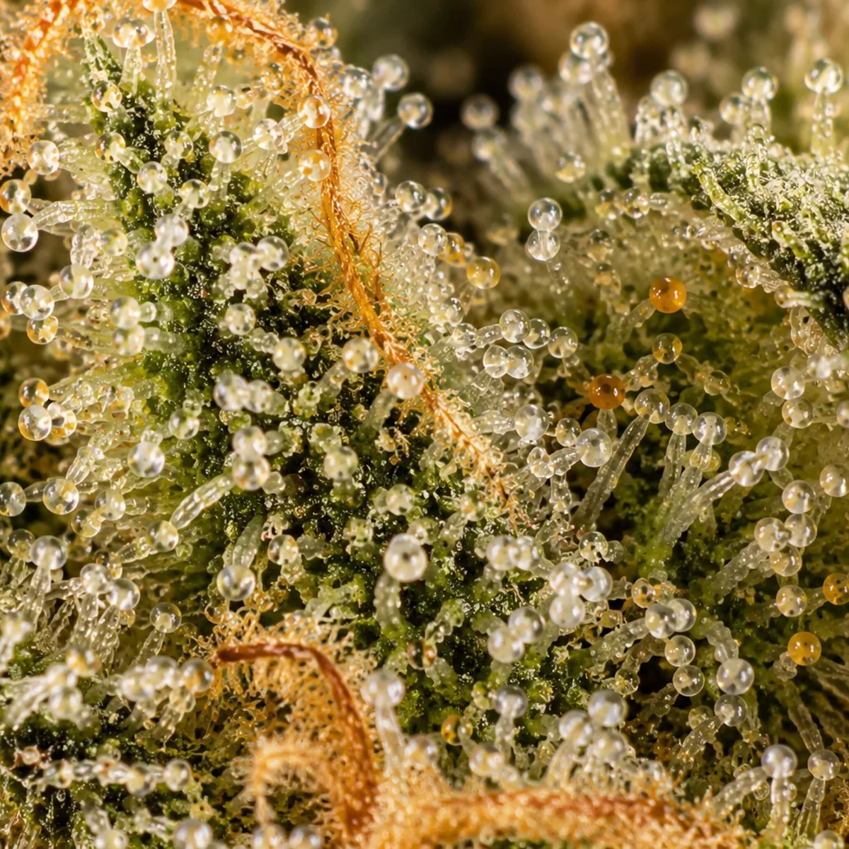 Bubble Gum Cannabis Flower bud macro at Space Gardens Phuket