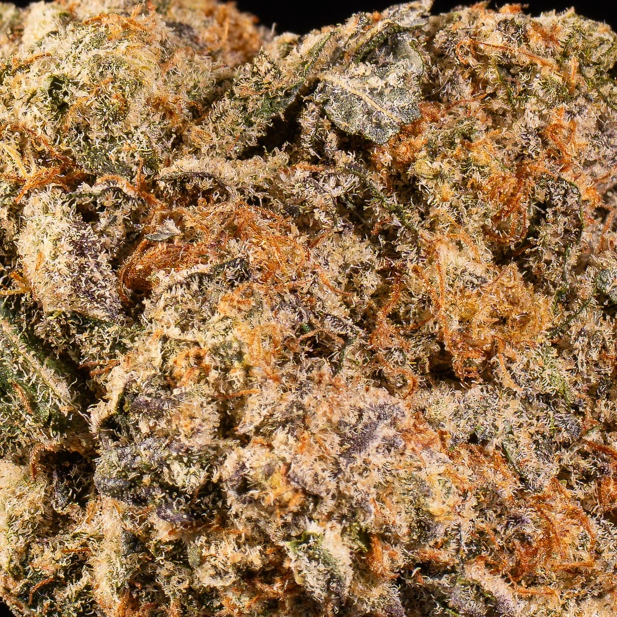 Do-Si-Dos Cannabis Flower bud macro at Space Gardens Phuket