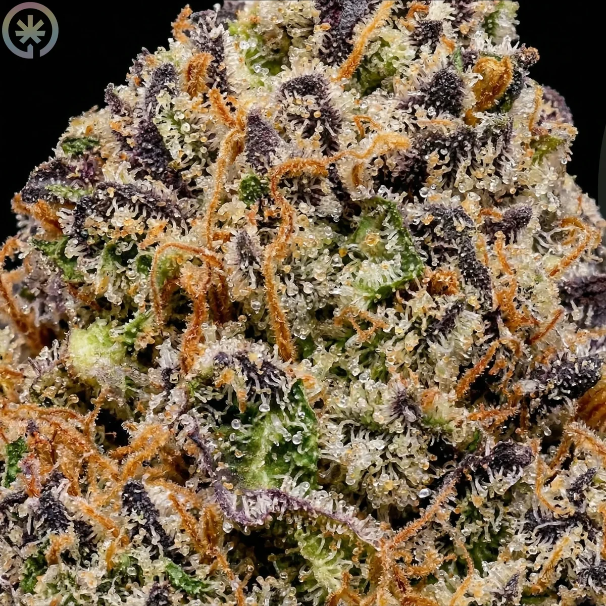 Durban Poison Pre-Roll bud macro at Space Gardens Phuket