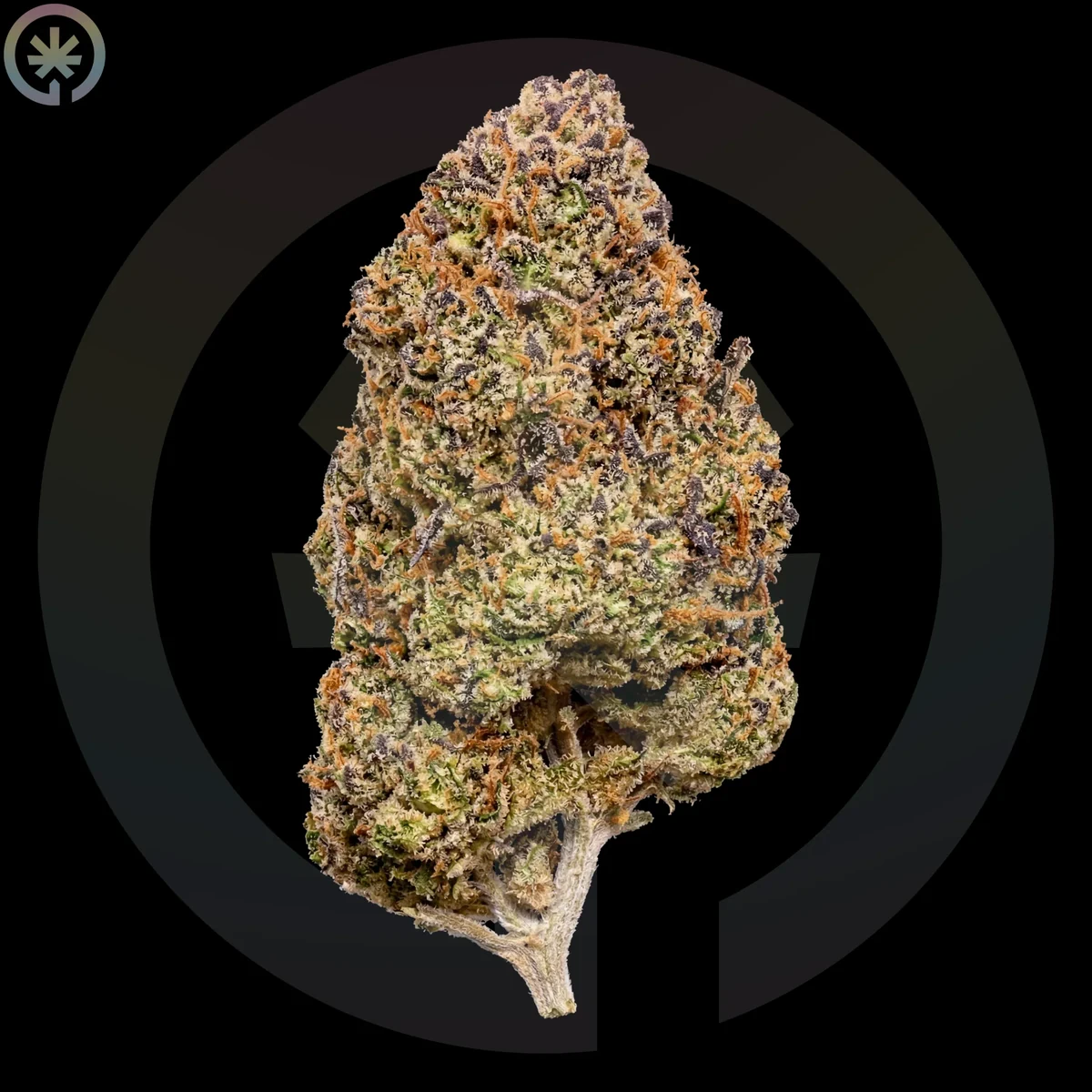 Durban Poison Pre-Roll close up at Space Gardens Phuket
