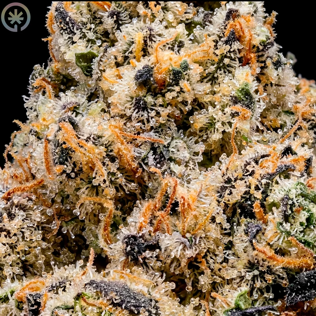 Macro view of trichomes on the Falcon 9 cultivar flower