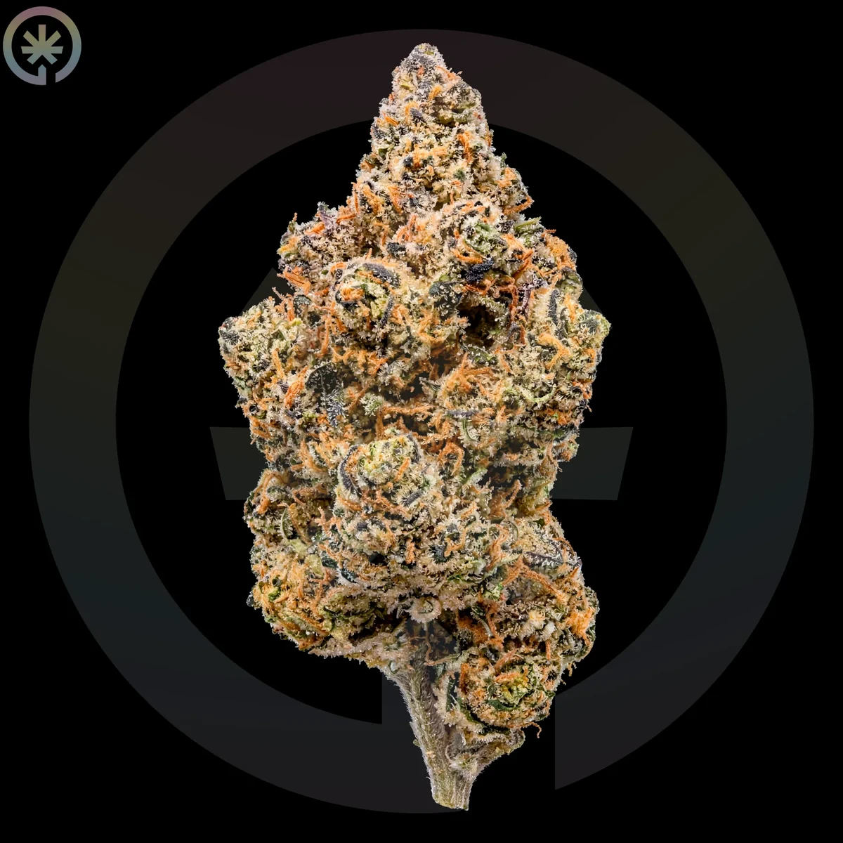 Falcon 9 flower used as a cultivar reference for the pre-roll