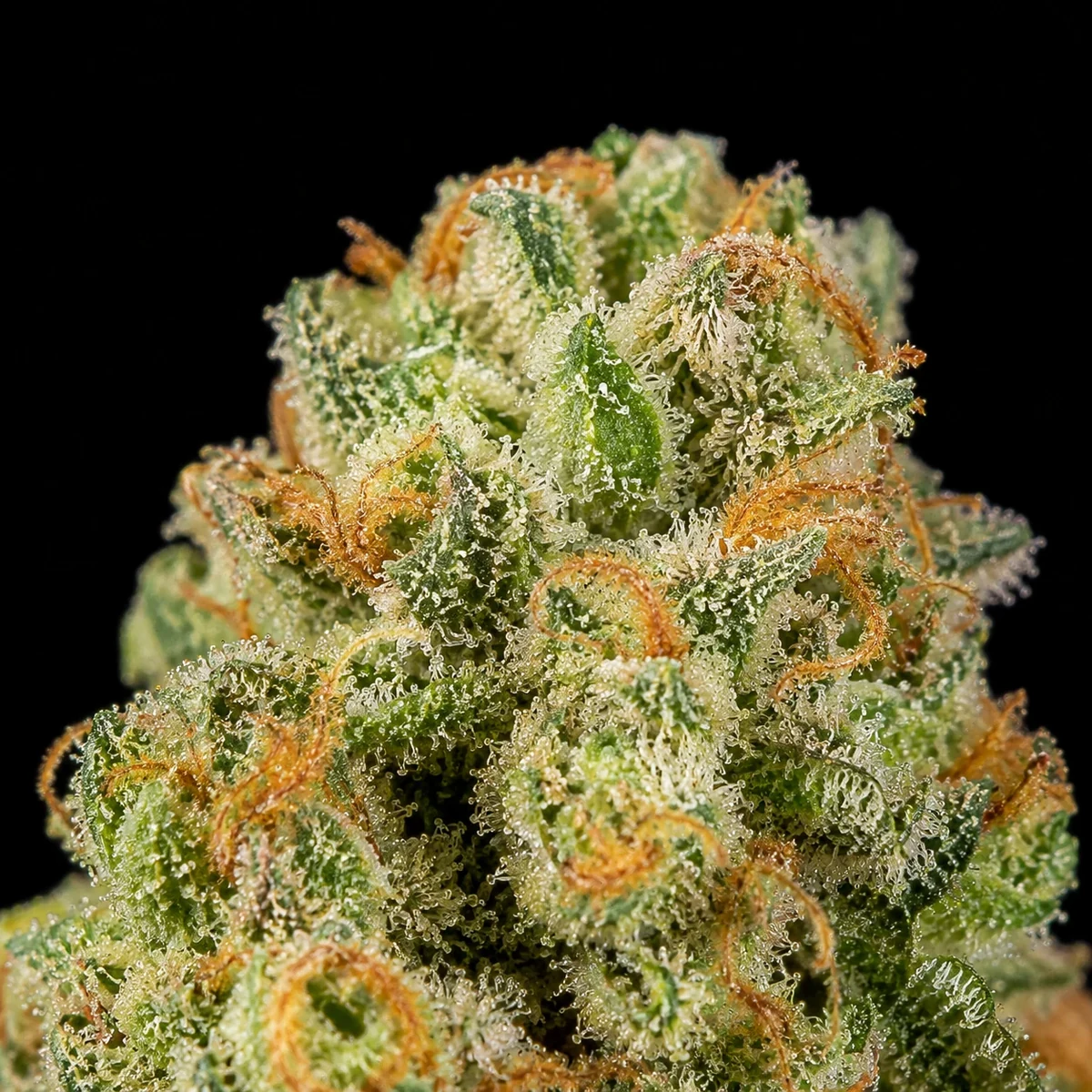 Gaz Runtz Cannabis Flower bud macro at Space Gardens Phuket