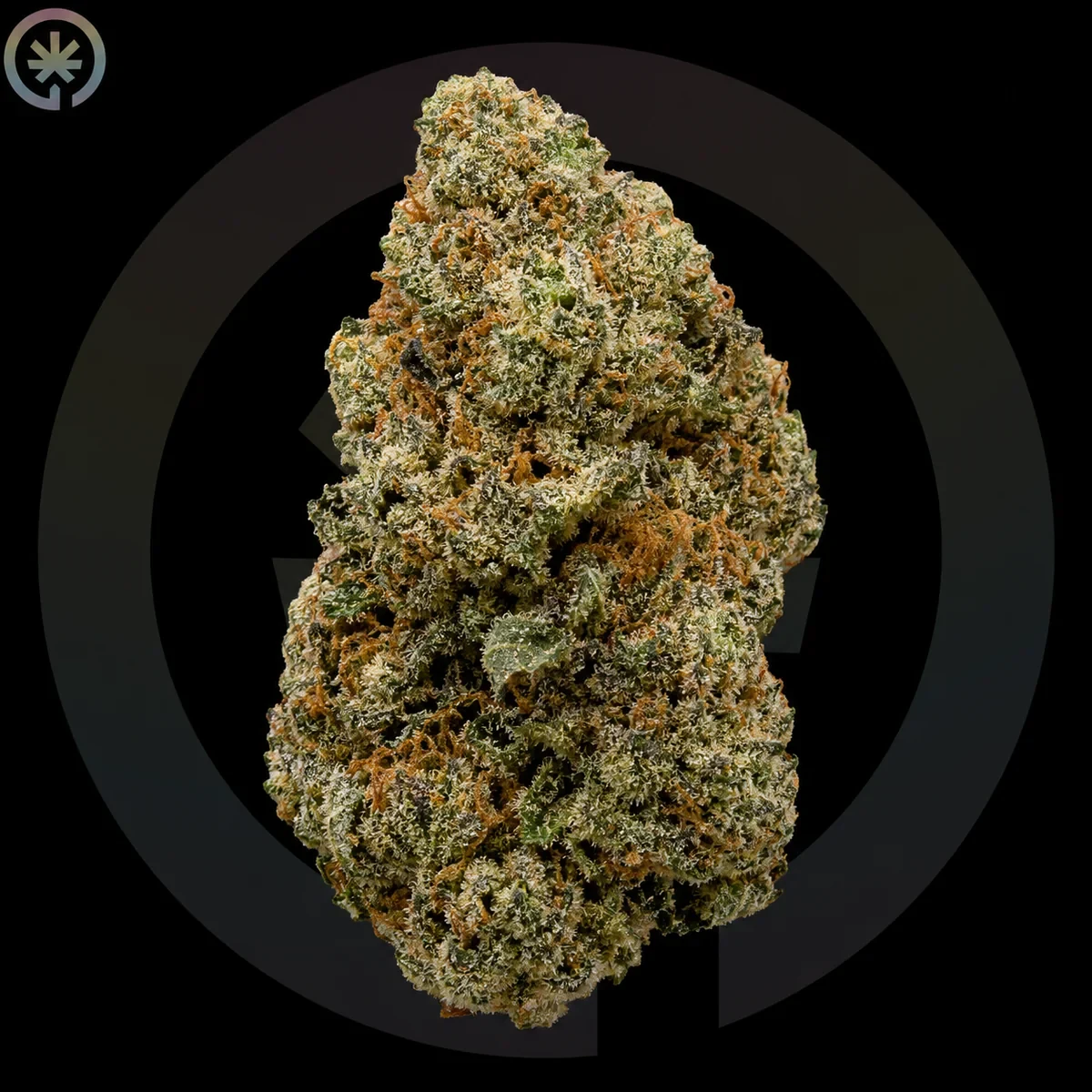 Gorilla Glue #4 (GG4) Cannabis Flower photo at Space Gardens Phuket