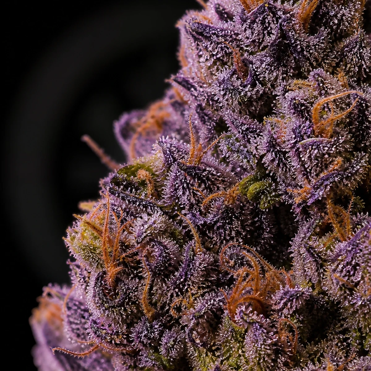 Halle Berry Cannabis Flower bud macro at Space Gardens Phuket