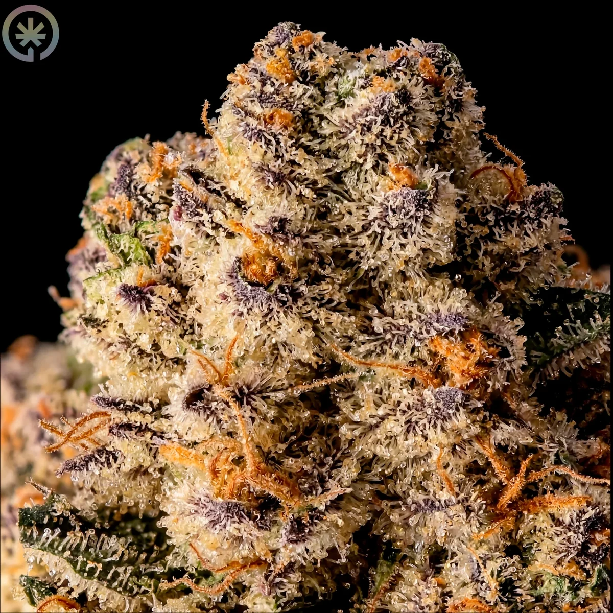 Macro view of the Ice Cream Cake cultivar flower