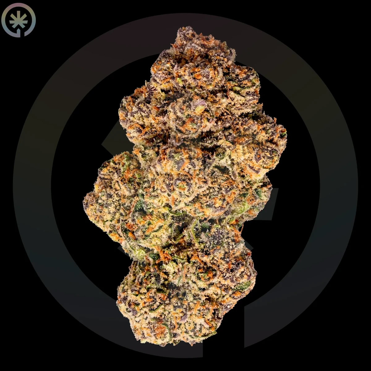 Ice Cream Cake flower used as a cultivar reference for the pre-roll
