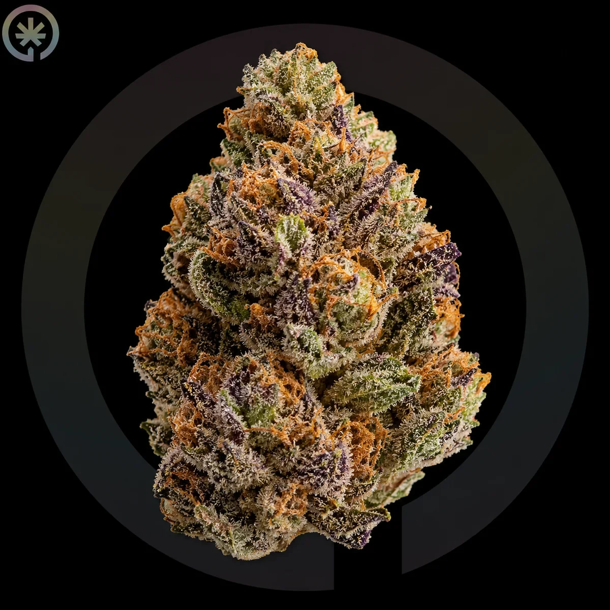 Jealousy Cannabis Flower photo at Space Gardens Phuket