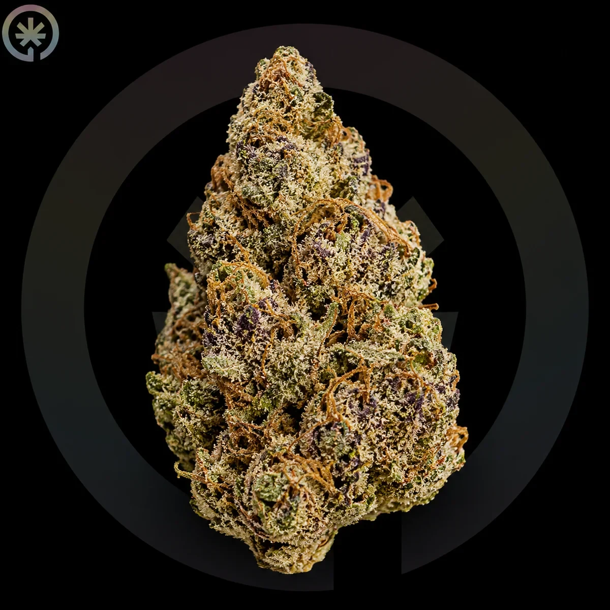 Jelly Donutz Cannabis Flower photo at Space Gardens Phuket
