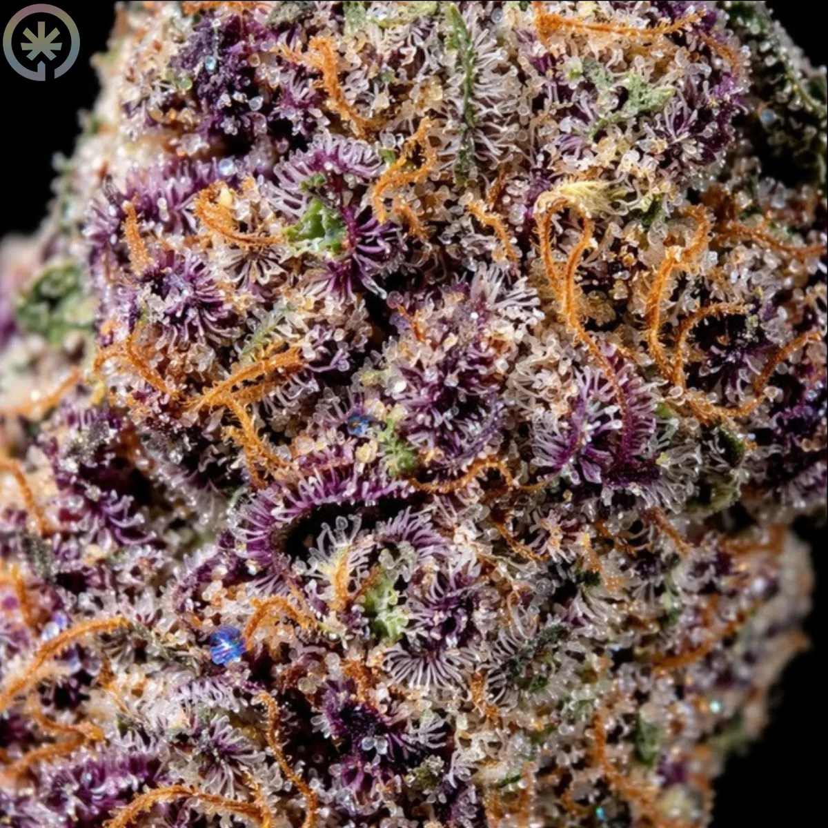 Macro view of trichomes on the King's Juice cultivar flower