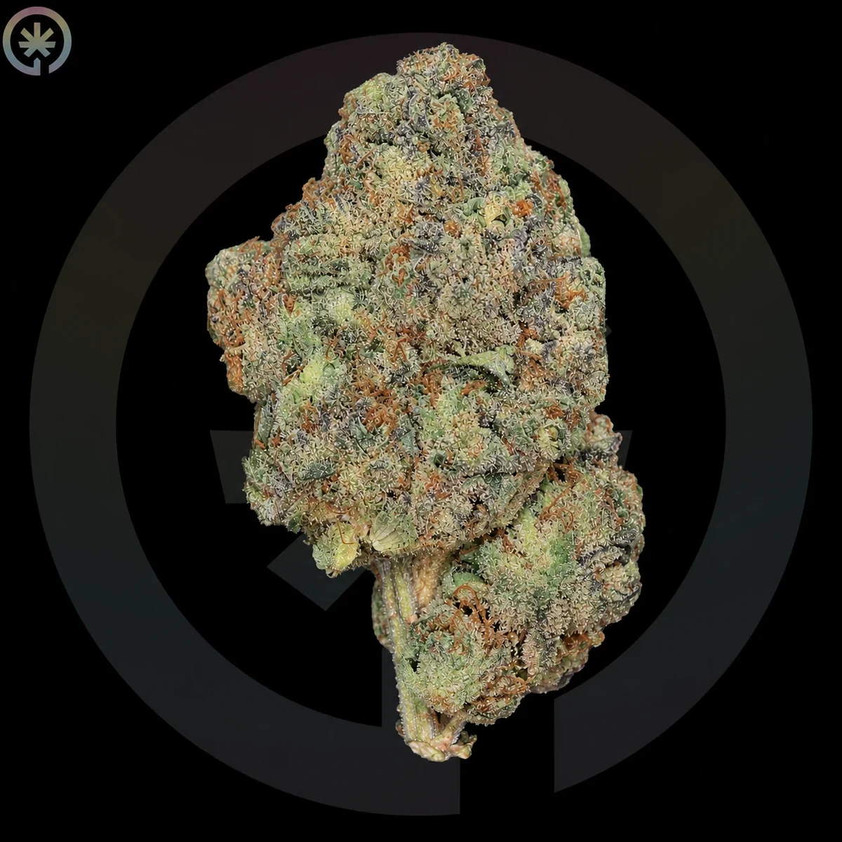 La Banana Cannabis Flower photo at Space Gardens Phuket
