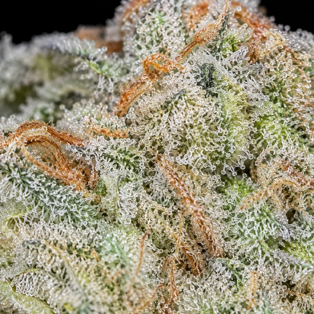 La Banana Pre-Roll bud macro at Space Gardens Phuket