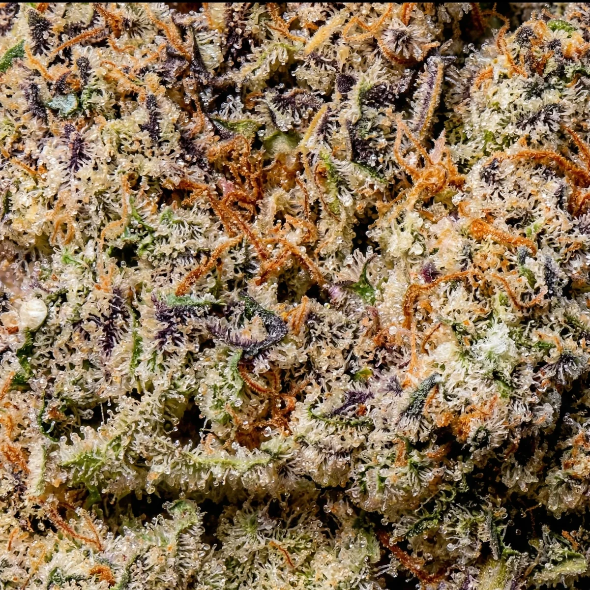 Macro view of trichomes on the M.A.C 1 cultivar flower