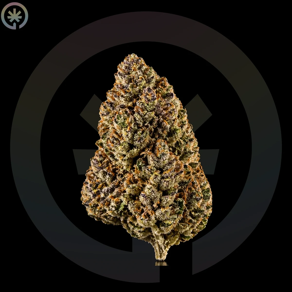 Malibu Marker Pre-Roll close up at Space Gardens Phuket