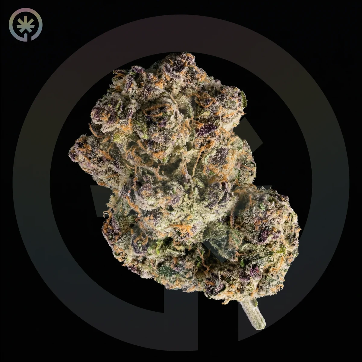 Maui Wowie Cannabis Flower photo at Space Gardens Phuket