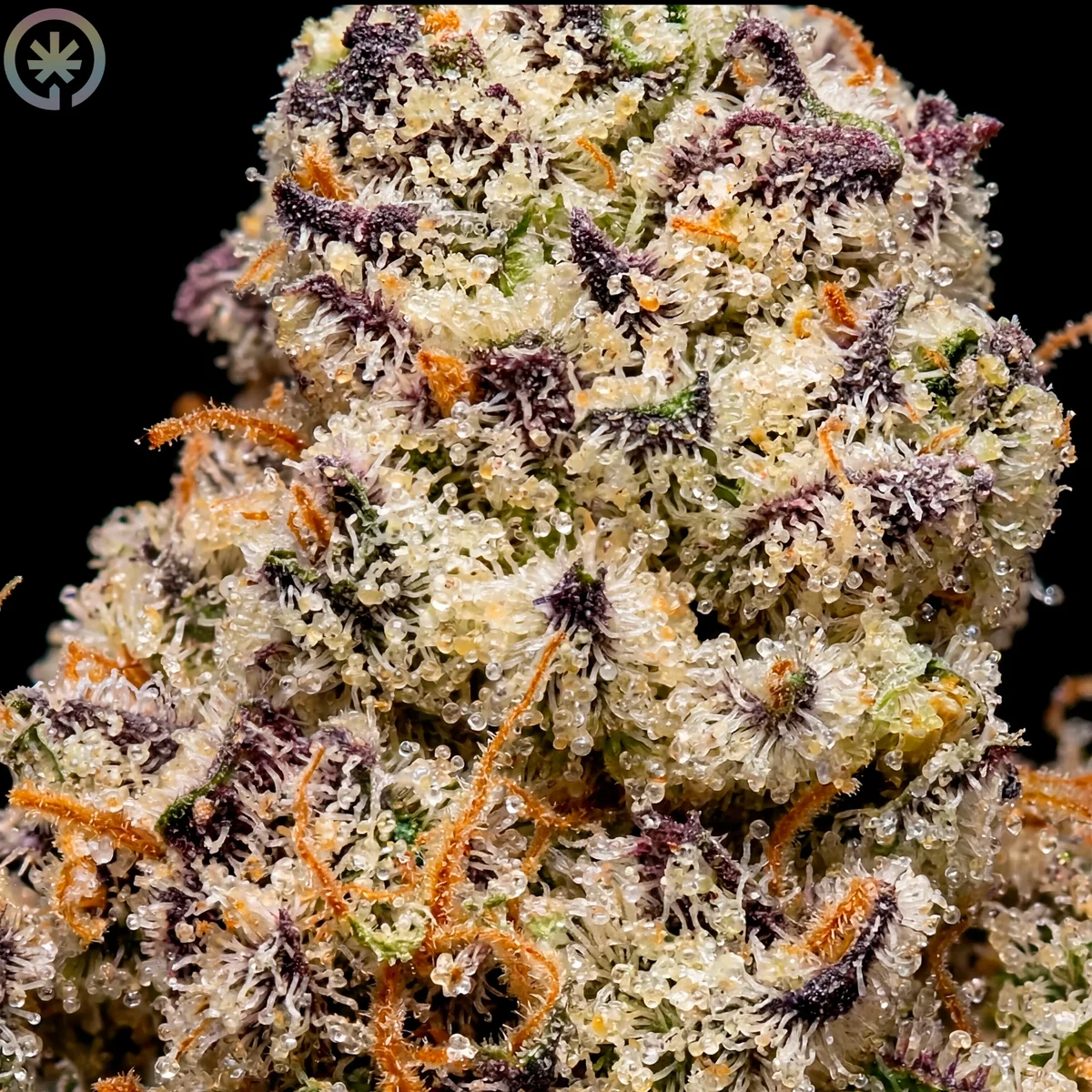 Macro view of trichomes on the Miami Madness cultivar flower
