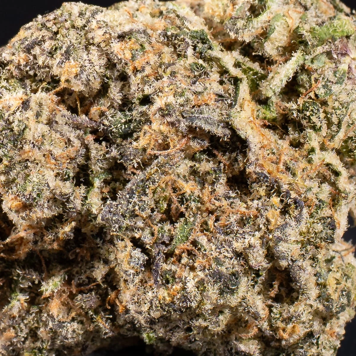 Papaya Pie Pre-Roll bud macro at Space Gardens Phuket
