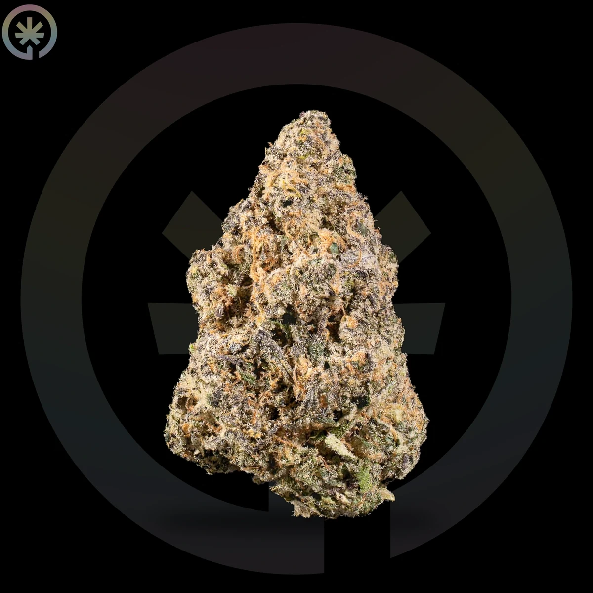 Papaya Pie Pre-Roll close up at Space Gardens Phuket
