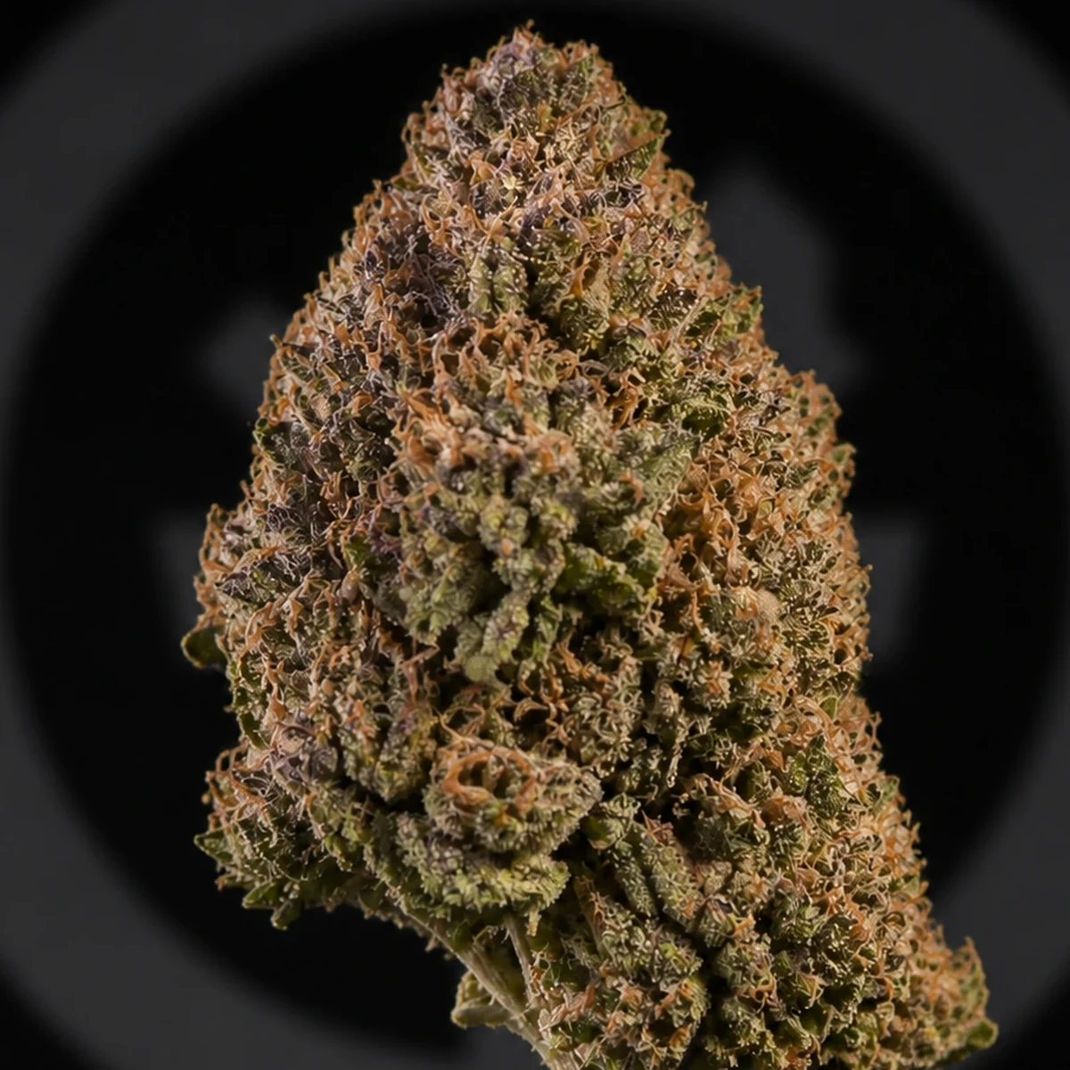 Pink Honey Cannabis Flower bud macro at Space Gardens Phuket