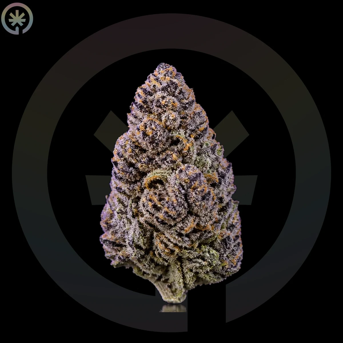 Platinum Punch Cannabis Flower photo at Space Gardens Phuket