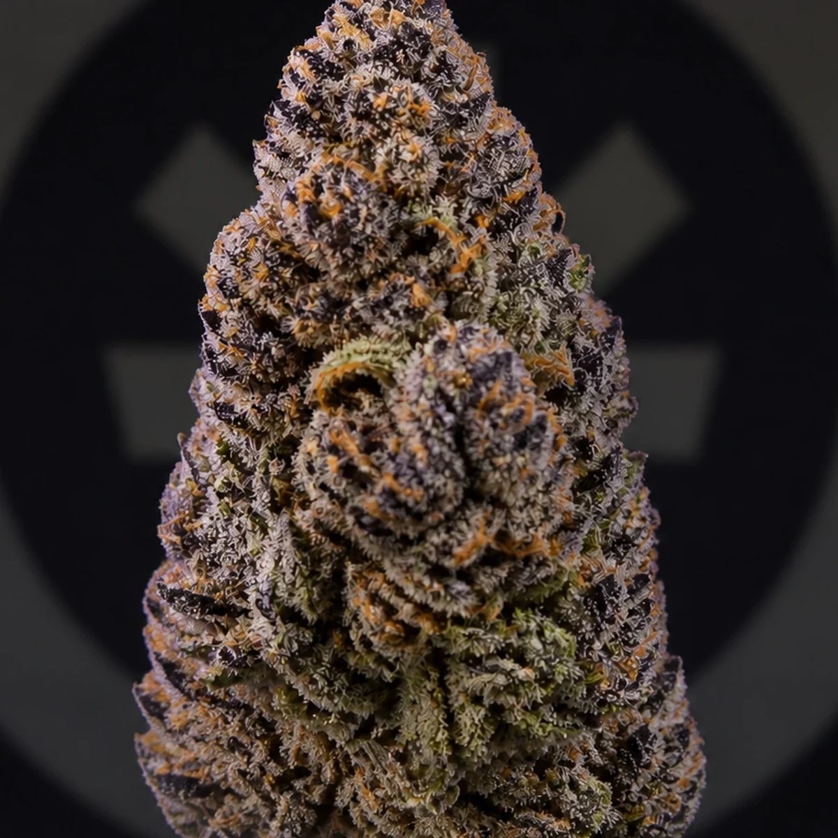 Platinum Punch Pre-Roll bud macro at Space Gardens Phuket