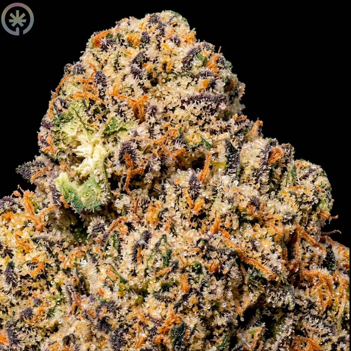 Slurricane-S1 Cannabis Flower close up at Space Gardens Phuket