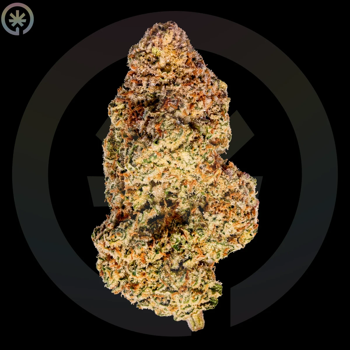 Slurricane-S1 Pre-Roll close up at Space Gardens Phuket