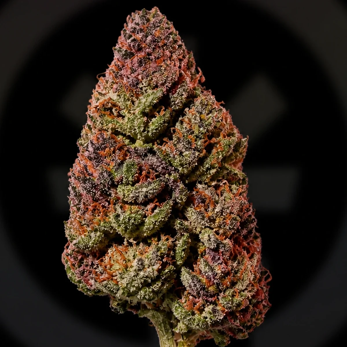 Strawberry Gummy Pre-Roll bud macro at Space Gardens Phuket