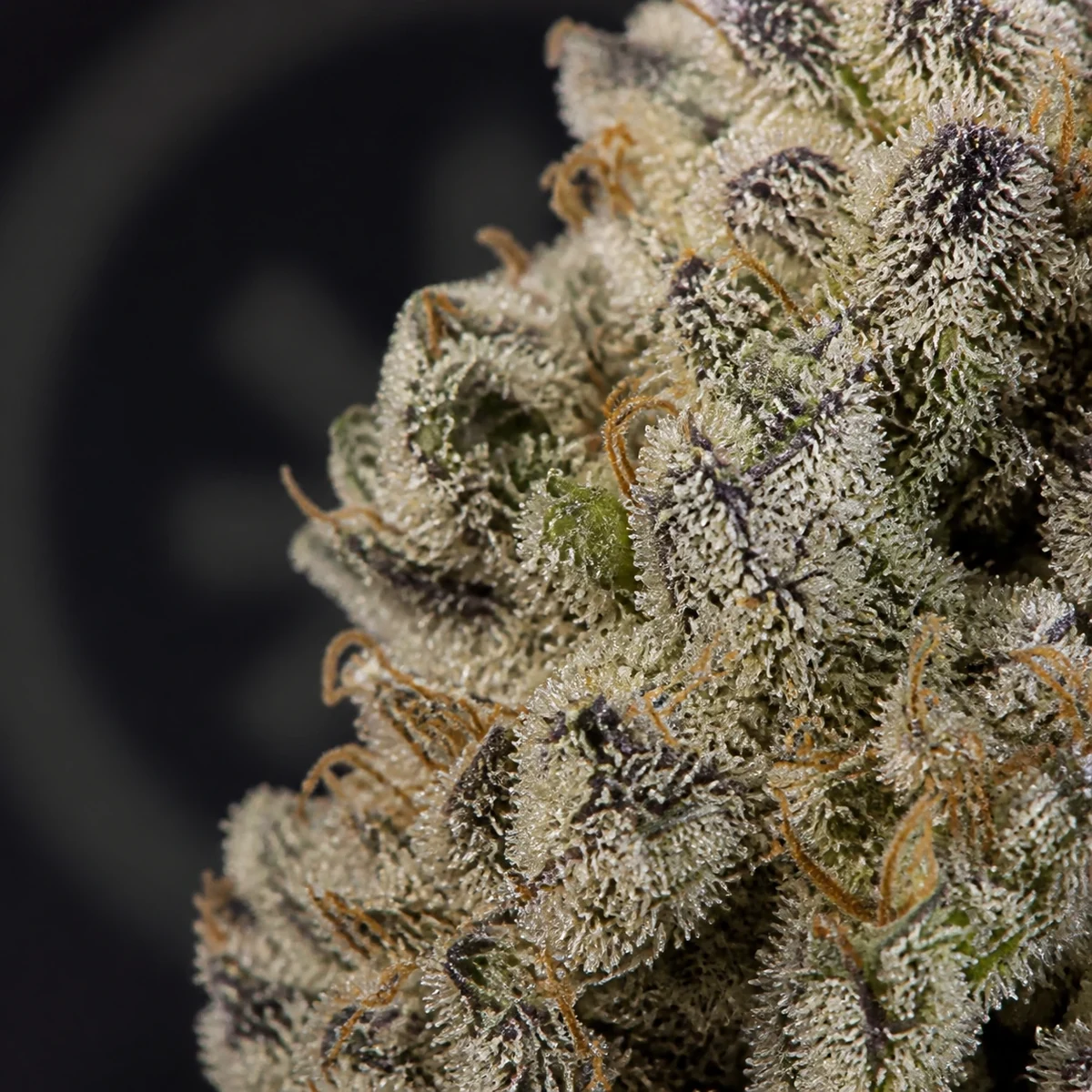 Sugar Cane Cannabis Flower bud macro at Space Gardens Phuket