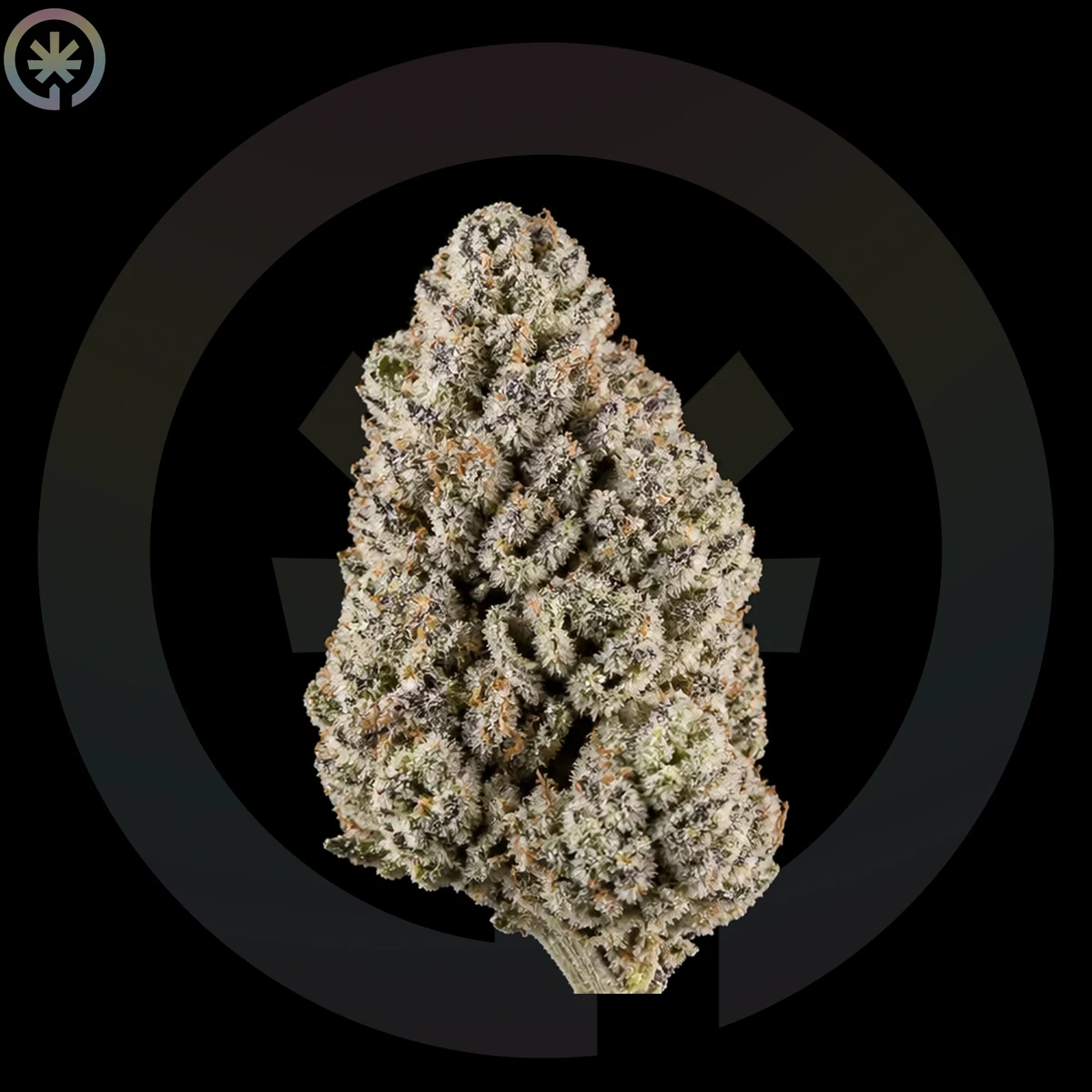 Sugar Cane Cannabis Flower photo at Space Gardens Phuket
