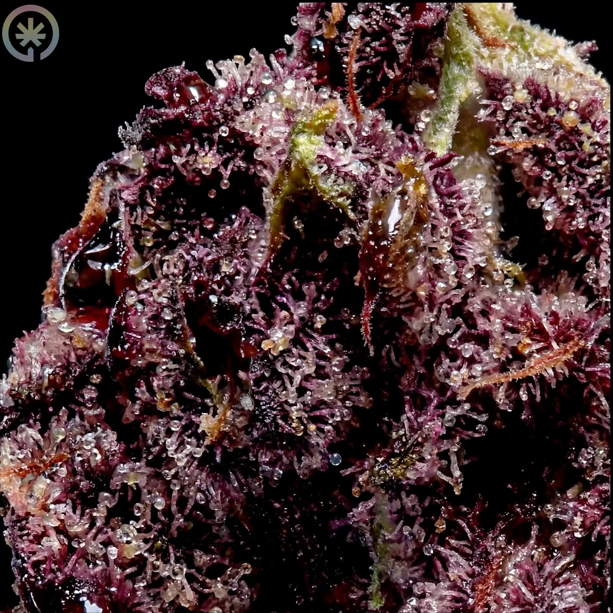 Super Boof Cannabis Flower bud macro at Space Gardens Phuket