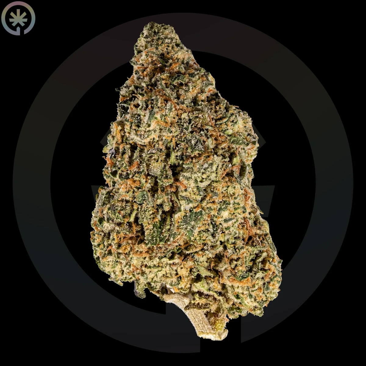 White Widow cannabis flower in Phuket with resinous hybrid structure