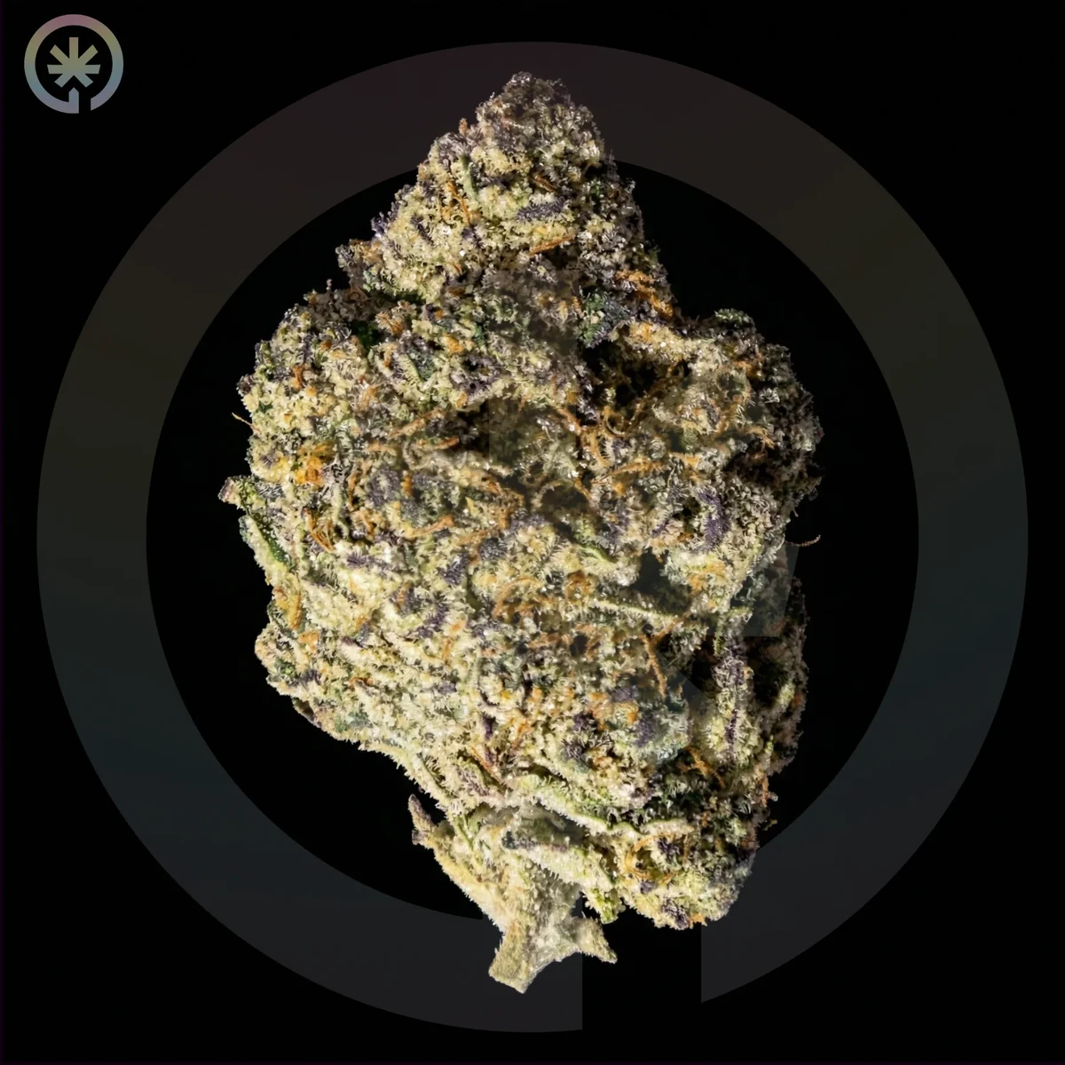 Zkittlez x Kush Mint flower used as a cultivar reference for the pre-roll